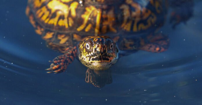 Turtles Are Really Weird Animals. Where Did They Come From?