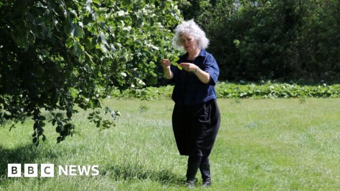 'Value of trees' in North Yorkshire Council's healthy spaces plan