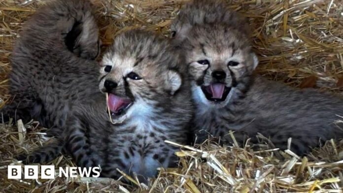 Watch: Seven endangered cheetah cubs born at Whipsnade Zoo
