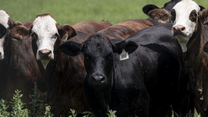 What screwworm's appearance in U.S. cattle could mean for beef prices this summer 