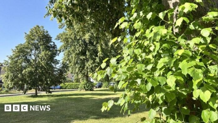 Mature trees on a grassy central strip of road, with houses just glimpsed behind. It is a sunny day and the sky is blue, with the trees casting shade on the grass.