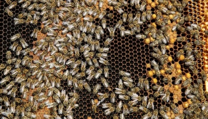 Worker bees build a 'royal palace' for the honeybee queen