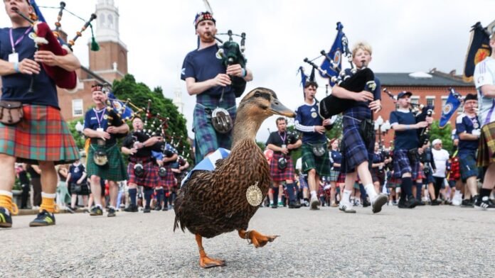 World Cup Daily: Scotland superfan Donny the Duck; USMNT, Brazil in action