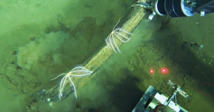 World's largest whale graveyard discovered by sub at bottom of ocean: 