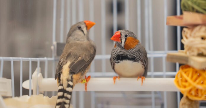 A Bird’s Brain Holds Clues to the Sounds of Music