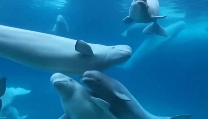 30 Beluga Whales trapped at closed marine park finally getting rescued: Next destination revealed