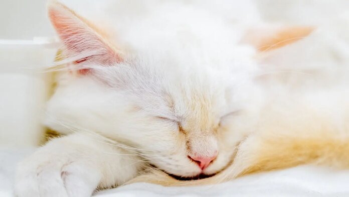 A missing kitten rode under a car hood. AI brought her home