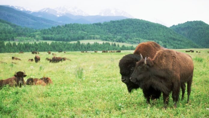 A tax break for preserving land has drawn IRS scrutiny. Here’s when it still makes sense