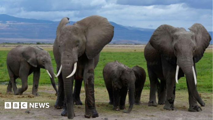 A family of elephants walking together in Amboseli National Park - 2018