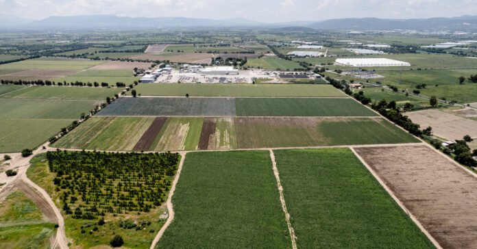 As Cyclospora Cases Climb, FDA Official Says Food Supply Is Safe