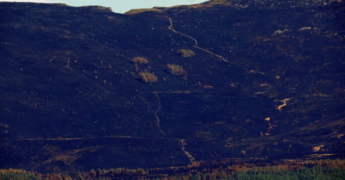As Wildfires Plague Europe, Scotland Races to Save a Cherished National Park