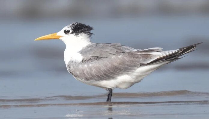 Australia confirms H5N1 bird flu case in native seabird for first time