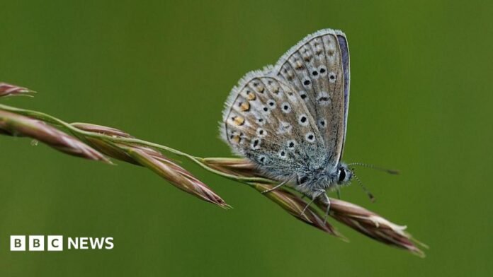 Silver-studded Blue butterfly perched on a flower. It is a metallic blue coloured insect with black dots scatted across its wings.