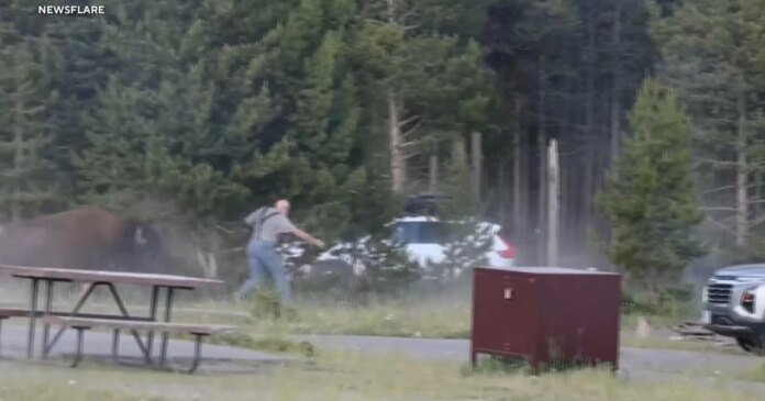 Bison tosses man 8 feet in the air at Yellowstone National Park, video shows