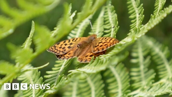 A orange butterfly with a spotted black pattern is seen perched on green leaves. 