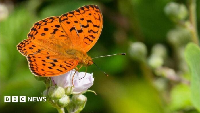 A high brown fritillary butterfly, mainly orange with black spots on its wings and a black border around the edge, sits on a bright green fern.