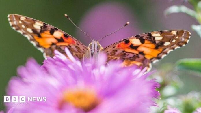 An orange and black Painted Lady behind a pink flower.