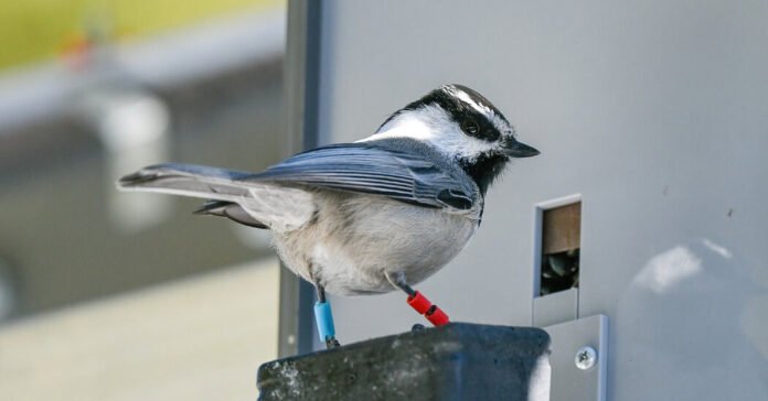 Cheating Chickadees Are Seduced by Smarts