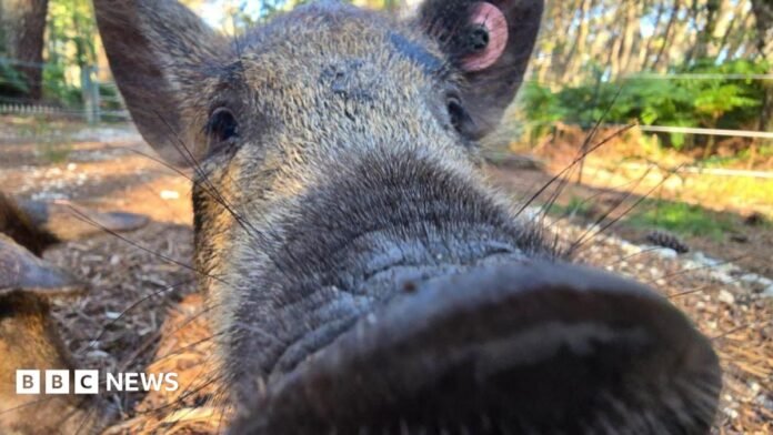 Extreme close-up of a Mangalitza pig with its snout almost touching the camera lens.