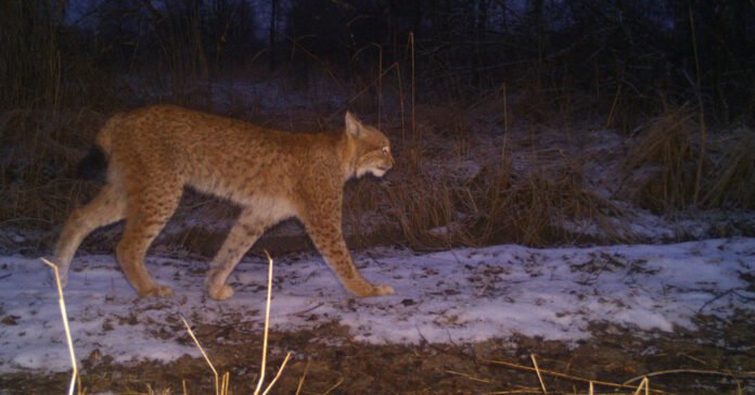 Chernobyl’s Wildlife Cameras Reveal How War Affects Wild Animals