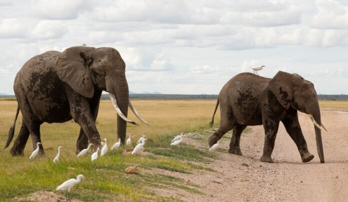 Death of 15 elephants in Kenyan national park sparks outrage, investigation