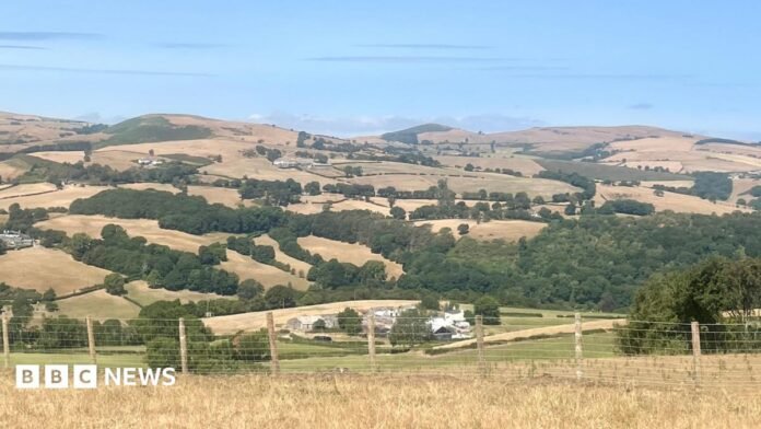 The view from Nantglyn, Denbigshiren of an agricultural landscape covered with parched fields. There is a fence in the foreground, with dry hills in the background. 