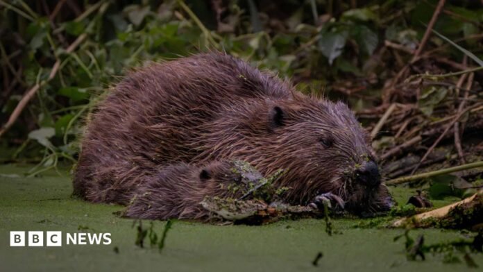 An adult beaver lies at the water's edge with a small kit nestled against it, both with wet fur flecked with green duckweed.