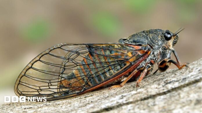 A cicada is a stout, heavy-bodied insect with wide-set bulging eyes, clear membranous wings resting on a piece of wood.