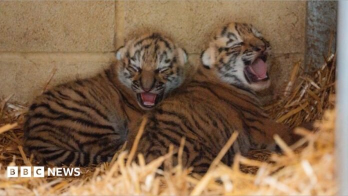 Two tiger cubs curled up together on a bed of straw, leaning against a breeze block wall inside their enclosure. They are small and fluffy, with closed eyes and they appear to be yawning. 