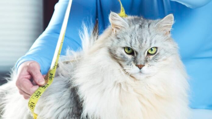 Fat cat? Weight-loss drugs may be coming for your overweight pet