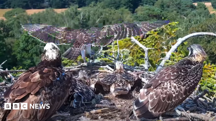 A juvenile osprey spreads its wings before taking flight, observed by two ospreys in the foreground. Two others in the nest appear to be asleep.
