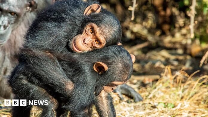 Embrace between Little Jake and Little Joey, two juvenile male chimpanzees in a forested sanctuary