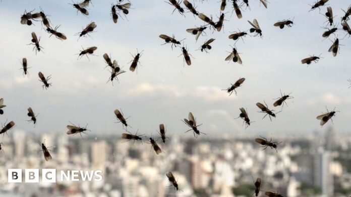A close-up of flying ants