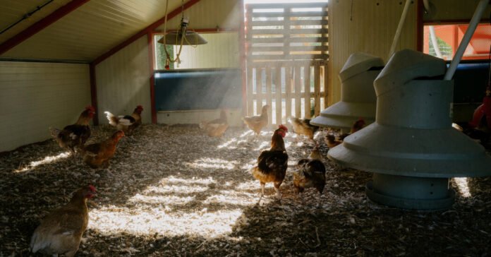 Heat Waves Are Taking a Big Toll on Chickens