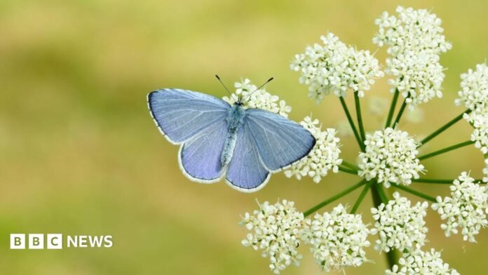 A close up of a pale green butterfly on a lavender flower.
