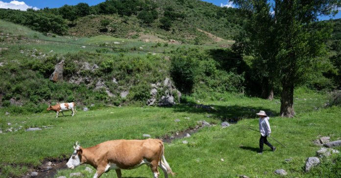 How Climate Change and Tariffs Help China Raise More Cattle