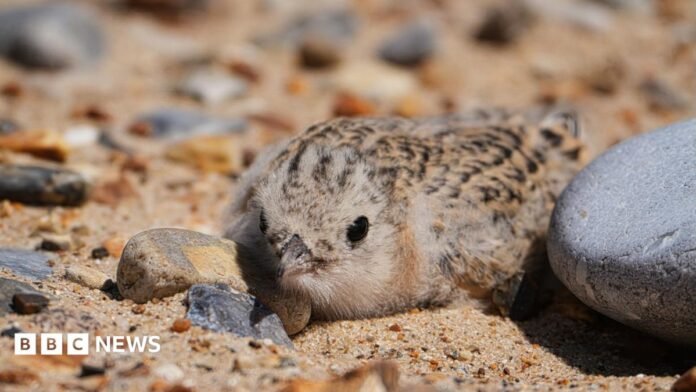 A brown speckled little tern chick nestled among pebbles on sand