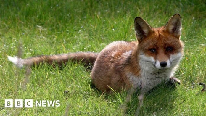 A fox crouched on grass and staring at the camera