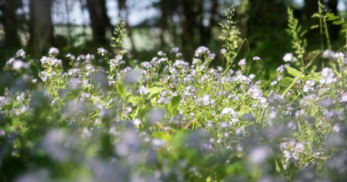 I Wanted an Ecologically Responsible Garden. It Was Harder Than I Thought.
