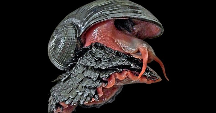 I.U.C.N. Update Says Deep-Sea Mining Threatens Mollusks Around Hydrothermal Vents