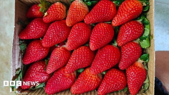 Large red strawberries in a box. 