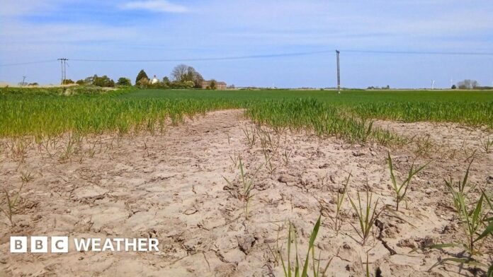 Dry, cracked earth with a few blades of grass coming through in a field which seems to be greener further back. There is a house and trees in the background with blue sky above 