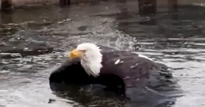 Jackie, Bald Eagle and Webcam Star, Is Recovering After an Attack in California