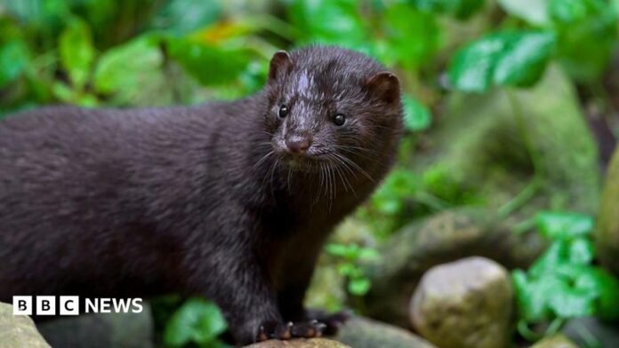 An American mink on a river bank
