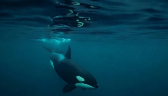 Killer whales: orcas blow fish to bits 'for fun', study finds