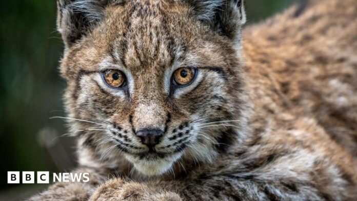 A lynx looking straight into the camera. It has bright orange eyes and brown, white and black fluffy fur. It looks to be lying down with its paws in front of it.