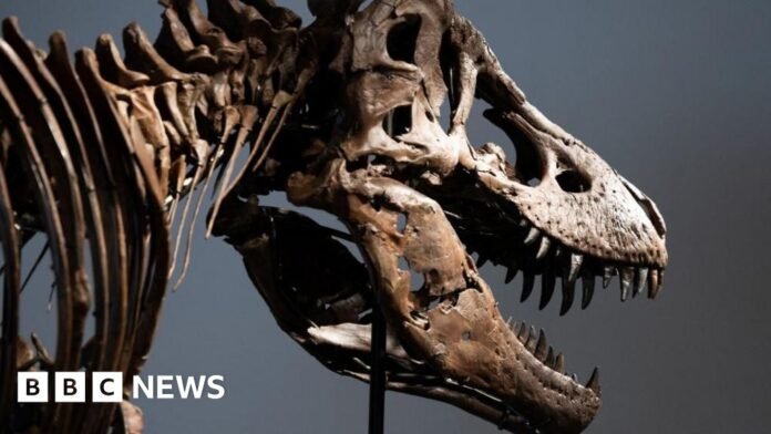 Gus the Tyrannosaurus Rex skeleton at Sotheby's auction house