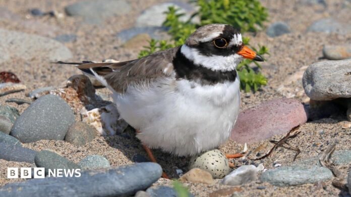 A very small bird, with a small spotted egg laid among some sand and rocks. 