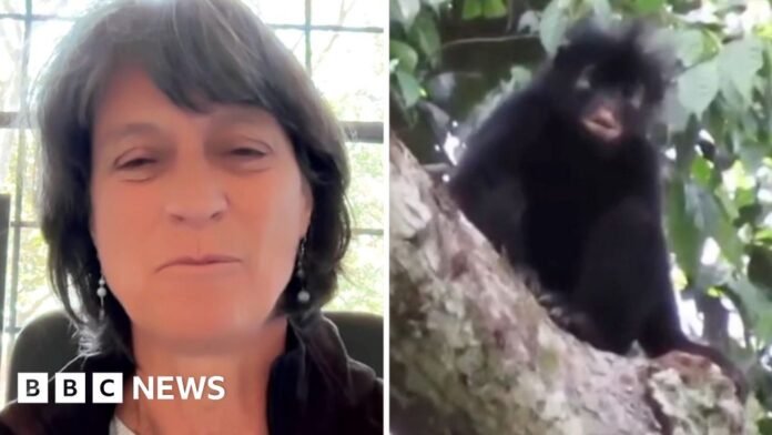 Left, a woman with shoulder length black hair smiles. Right, a monkey.