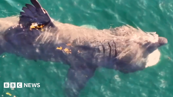 A aerial shot of a large basking shark through green waters on a sunny day. Its fin is above the water.